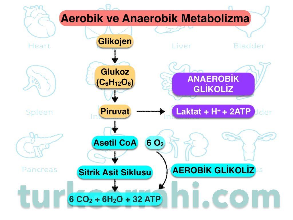 Normal şartlarda mitekondri oksijeni kullanarak 6 karbonlu glukozdan 32 ATP üretir. Buna aerobik glikoliz denir. Oksijen yokluğunda piruvat daha fazla metabolize edilemez ve laktata dönüştürülür. Sadece 2 ATP üretilirken bu olay hem dokuda hem de kanda asidoza neden olur.