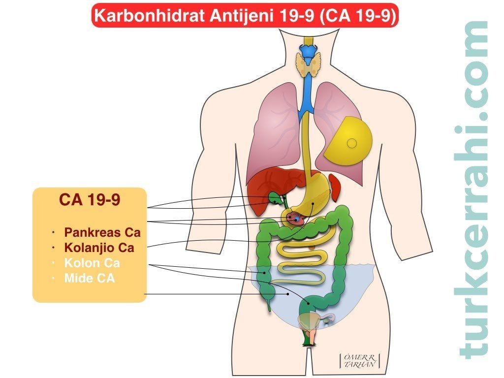 CA 19-9 (Karbonhidrat Antijen 19-9)