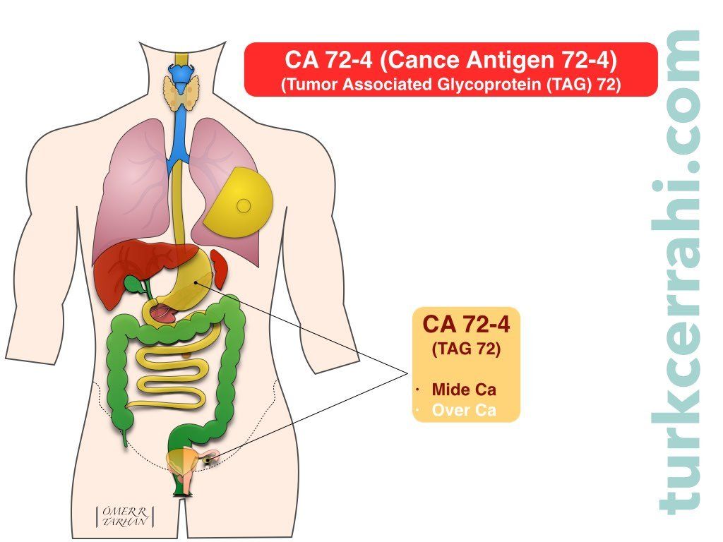 Up etiquette profile CA 72-4 (Cance Antigen 72-4, TAG 72) | turkcerrahi.com
