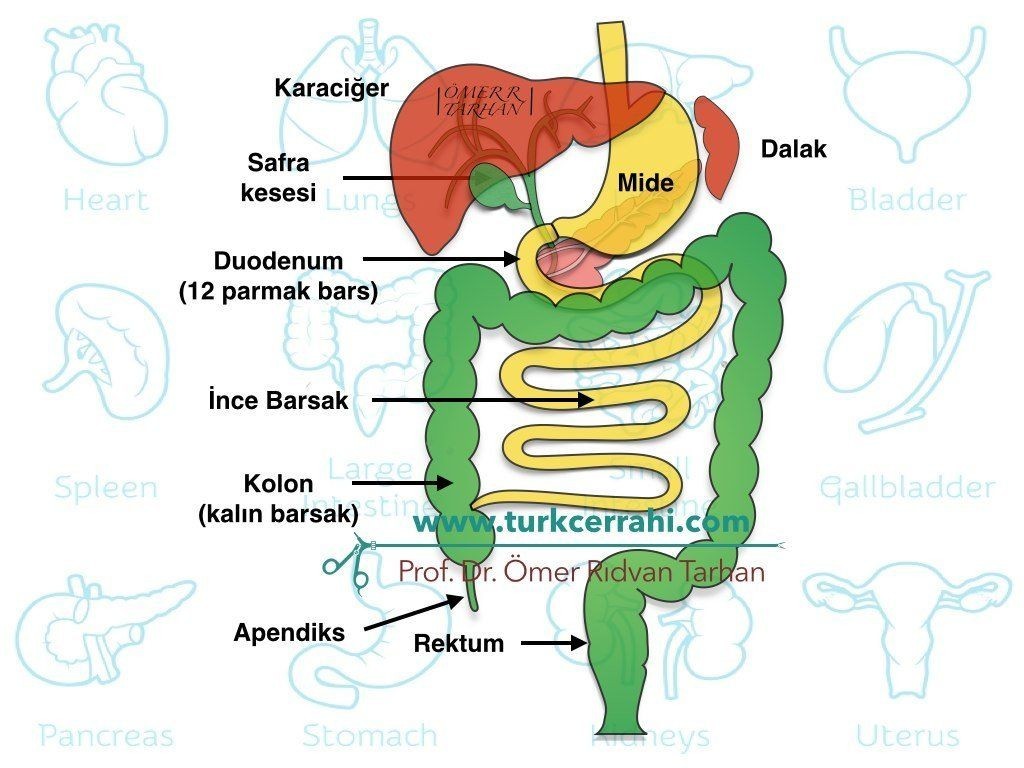 Gastrointestinal sistem ve safra kesesi