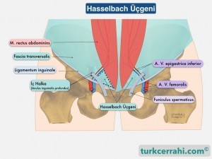 Hasselbach üçgeni