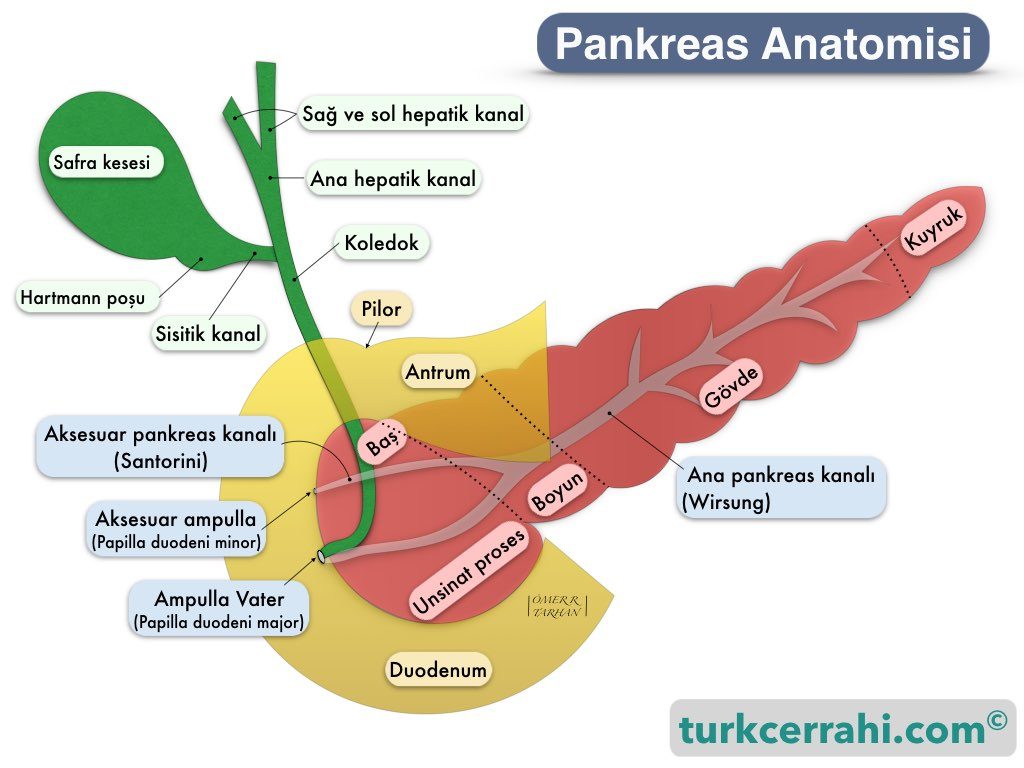 Pankreas anatomisi