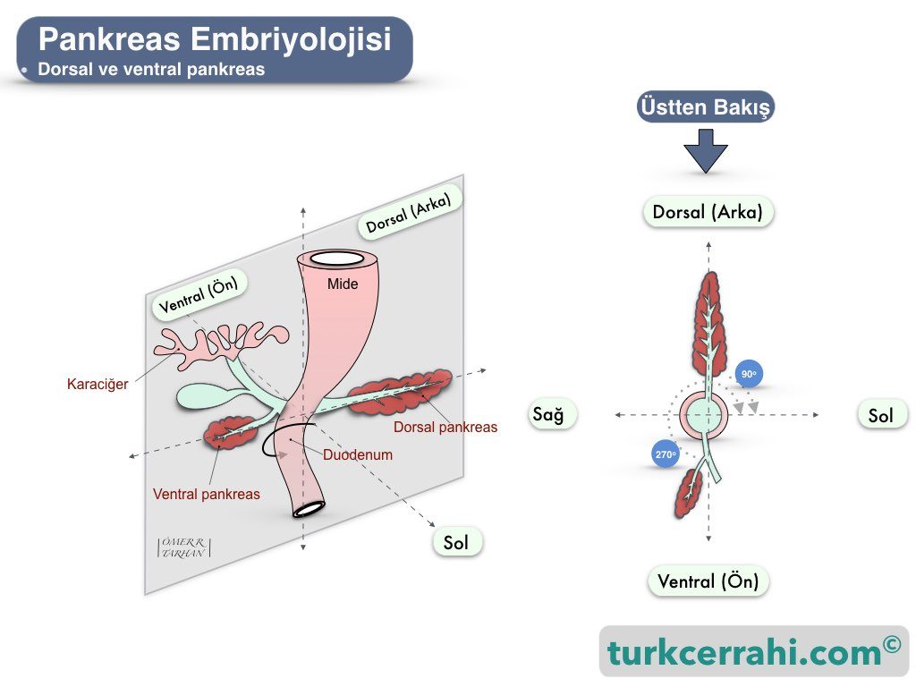 Pankreas embriyolojisi; dorsal ve ventral pankreas