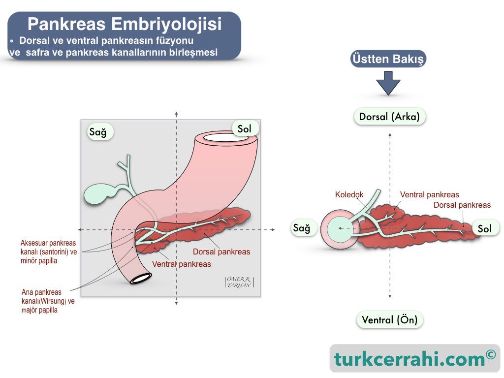 Pankreas embriyolojisi; dorsal ve ventral pankreasın birleşimi (füzyonu)