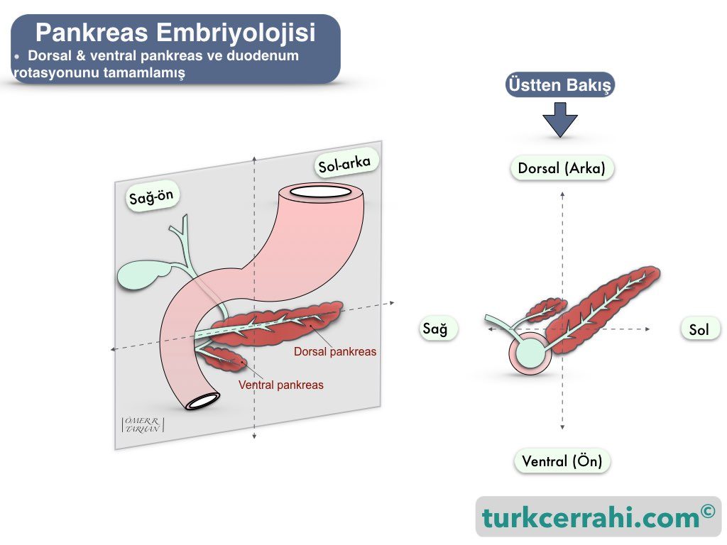 Pankreas embriyolojisi; dorsal ventral pankreası rotasyonu