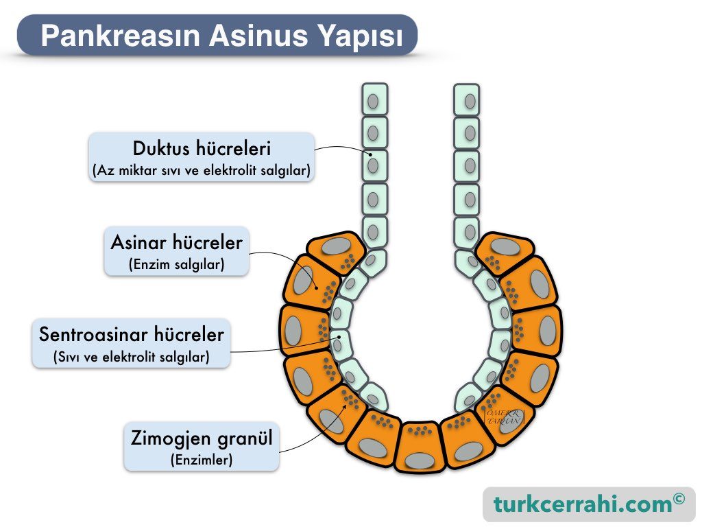 Pankreas histolojisi; asinus (asiner, acinar, acini), hücreleri, sentroasiner hücreler ve duktus hucreleri
