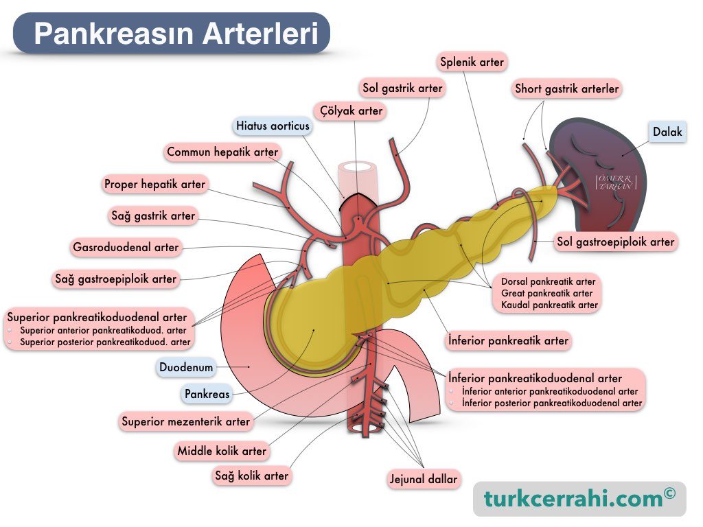 Pankreasın arterleri