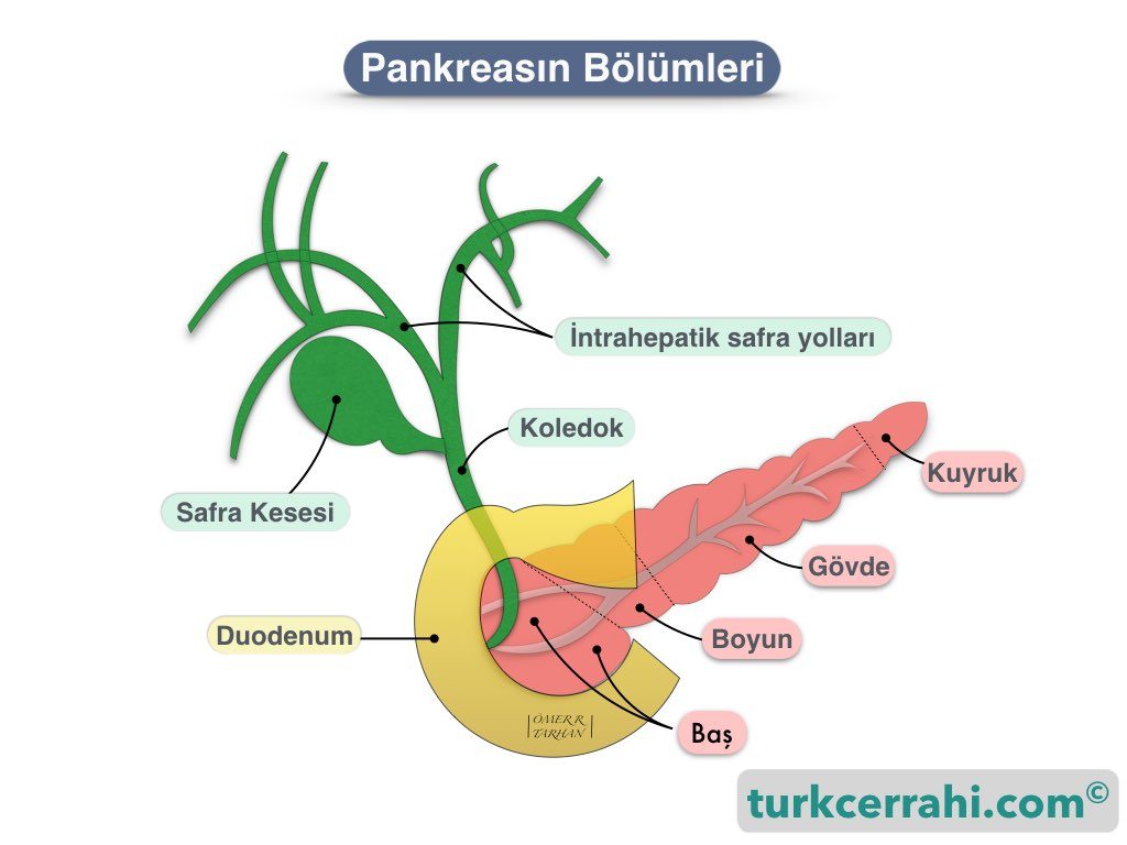 Pankreasın bölümleri