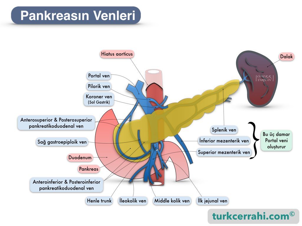Pankreasın venleri