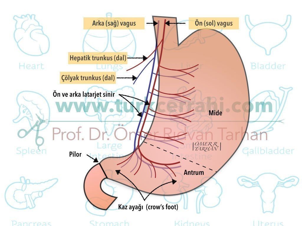 Vagus Siniri (Nervus Vagus)