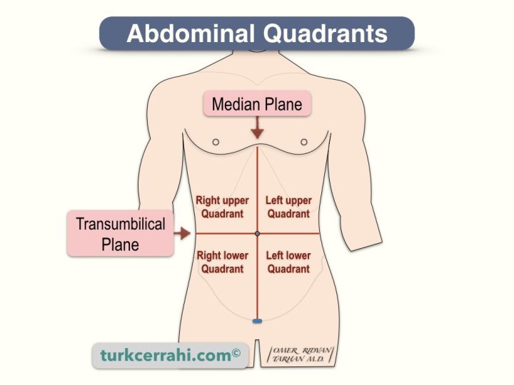 Abdominal quadrants