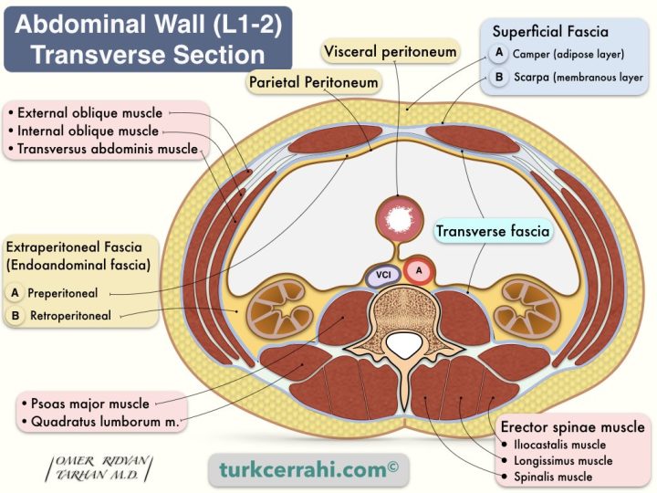 Abdominal wall anatomy, transverse (cross) section, L1-2 level