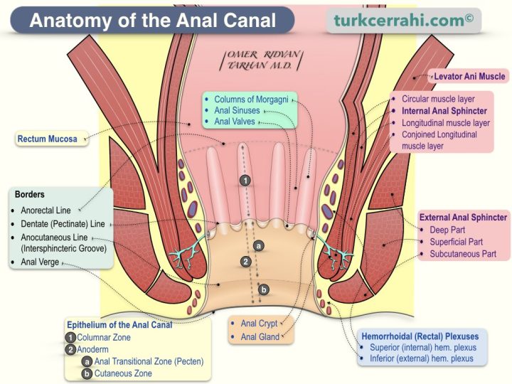 Anal canal anatomy