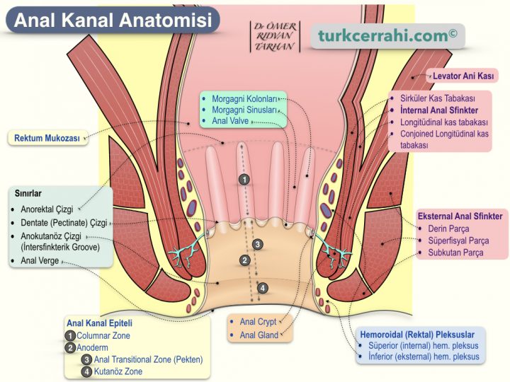Anal Kanal Anatomisi
