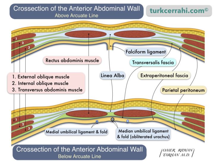 Anterior abdominal wall anatomy, cross section, above and below arcuate line