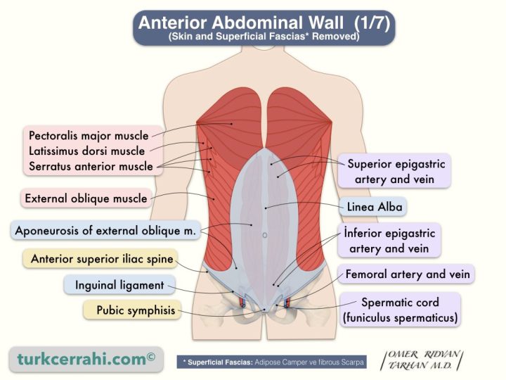 Anterior abdominal wall anatomy (1/7). External oblique muscle. (Skin and Superficial Fascias* Removed)