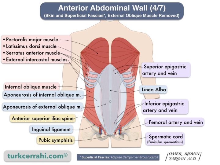 Anterior abdominal wall anatomy (4/7). Internal oblique muscle. (Skin and Superficial Fascias*, External Oblique Muscle Removed)