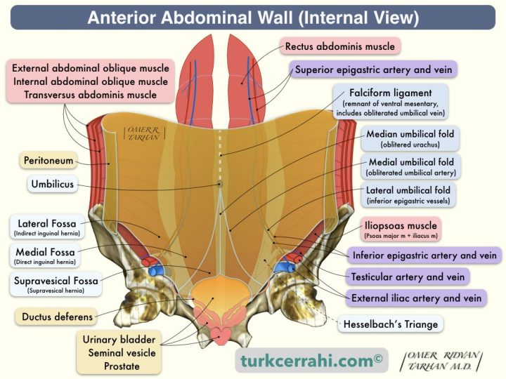 Anterior abdominal wall anatomy, posterior view