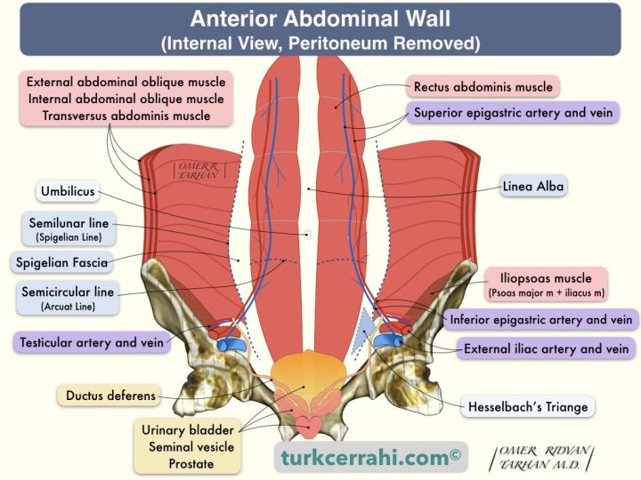 Anterior abdominal wall anatomy, posterior view, peritoneum removed