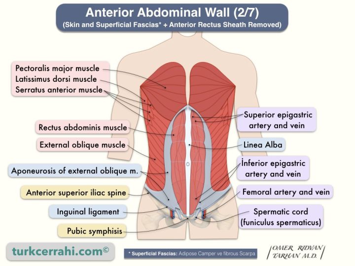 Anterior abdominal wall anatomy (2/7). Rectus abdominis muscle. (Skin and Superficial Fascias* + Anterior Rectus Sheath Removed)