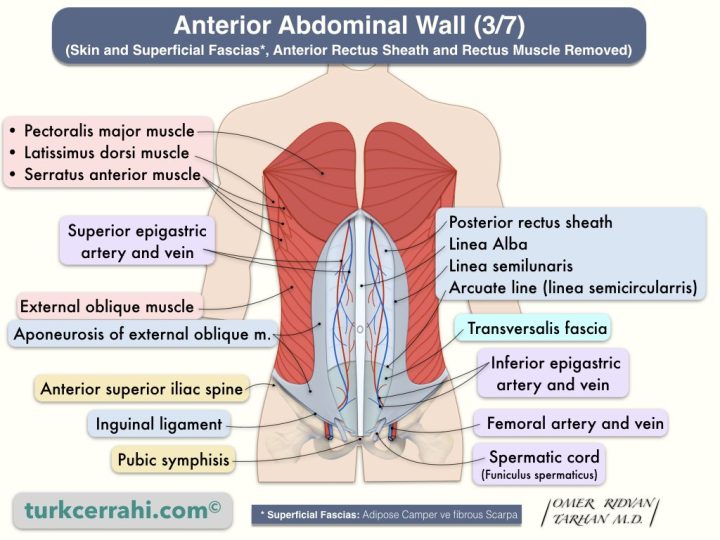 Anterior abdominal wall anatomy (3/7). Superior and inferior epigastric arteries. (Skin and Superficial Fascias*, Anterior Rectus Sheath and Rectus Muscle Removed)
