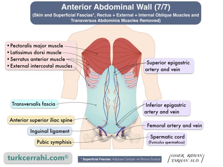 Anterior abdominal wall anatomy (7/7). Transversalis fascia. (Skin and Superficial Fascias*, Rectus + External + Internal Oblique Muscles and Transversus Abdominis Muscles Removed)