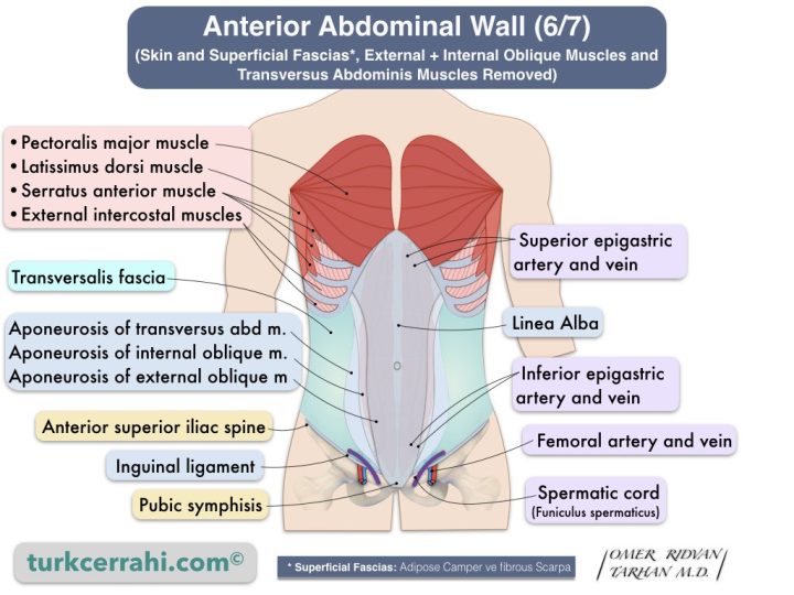 Anterior abdominal wall anatomy (6/7). Transversalis fascia, lateral. (Skin and Superficial Fascias*, External + Internal Oblique Muscles and Transversus Abdominis Muscles Removed)