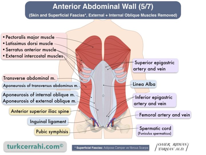 Anterior abdominal wall anatomy (5/7). Transverse abdominal muscle. (Skin and Superficial Fascias*, External + Internal Oblique Muscles Removed)