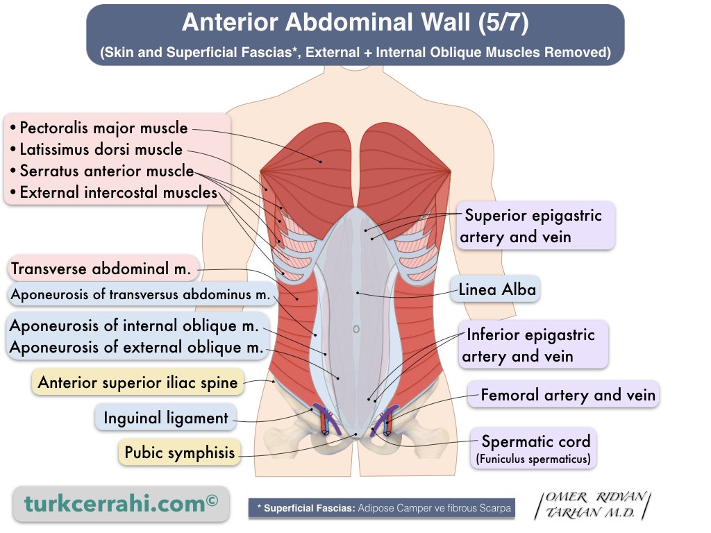 Anatomy of the Abdominal Wall