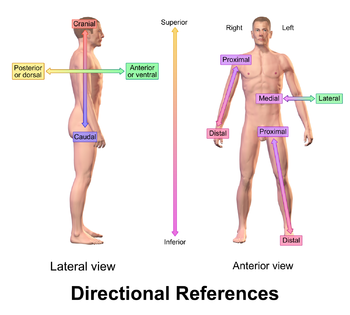 Anterior, posterior, ventral, dorsal, medial, lateral, proksimal, distal