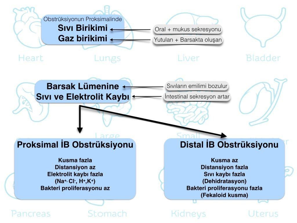 Basit (strangülasyonsuz) mekanik ince bağırsak obstrüksiyonu