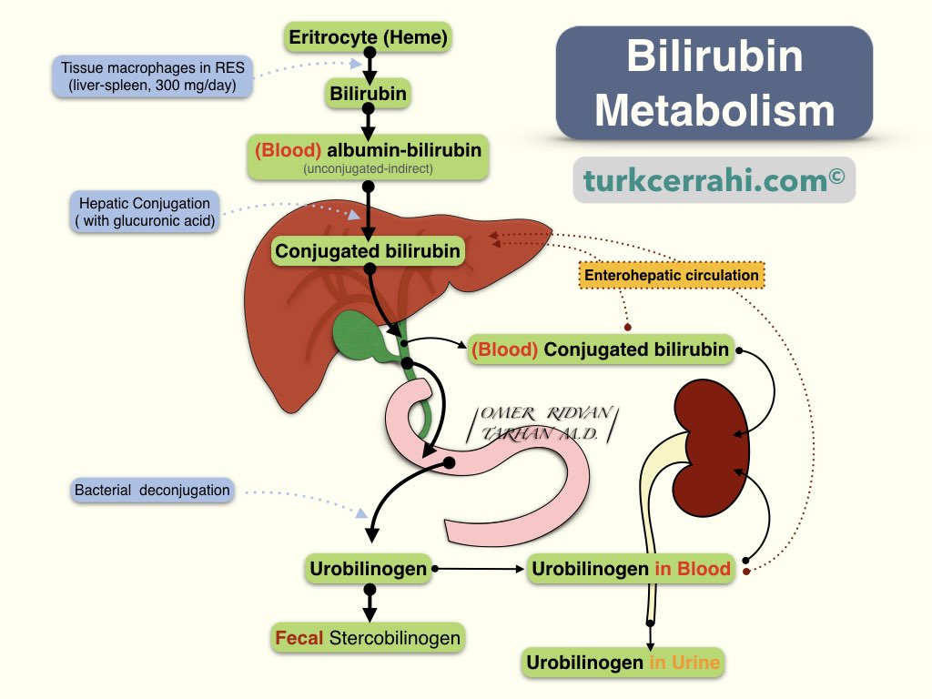 Bilirubin metabolism