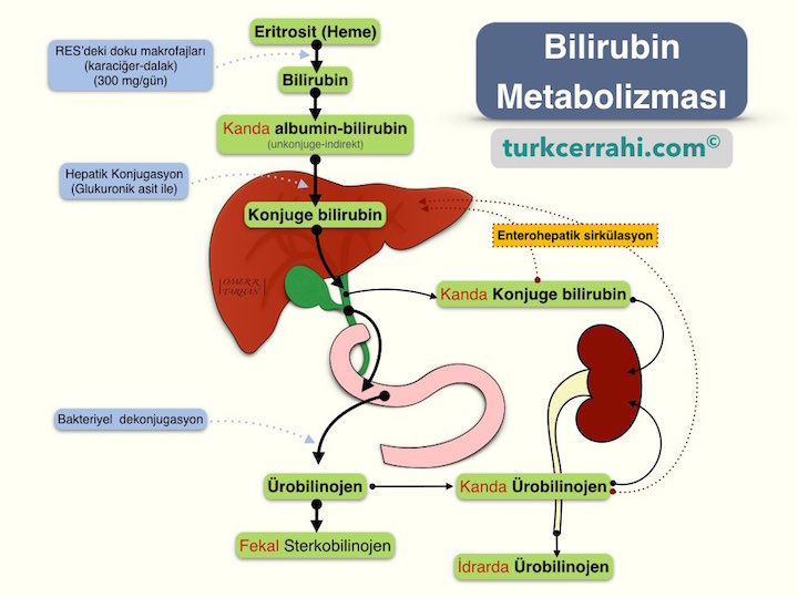 Bilirubin metabolizması