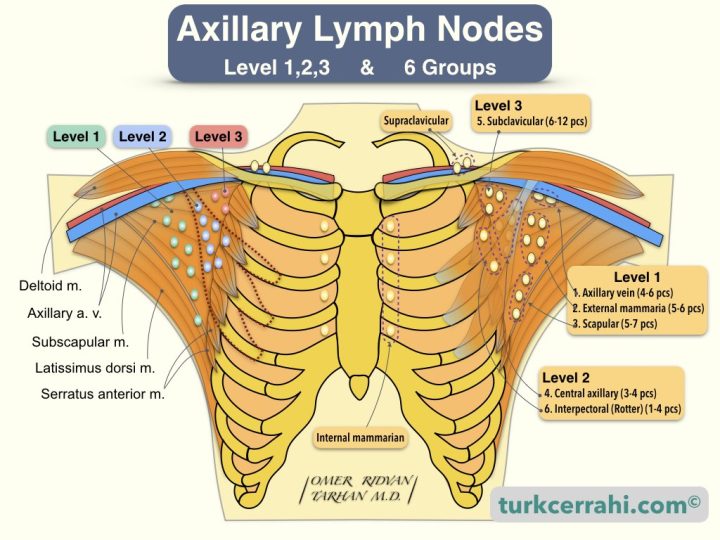 Breast anatomy: axillary lymph nodes