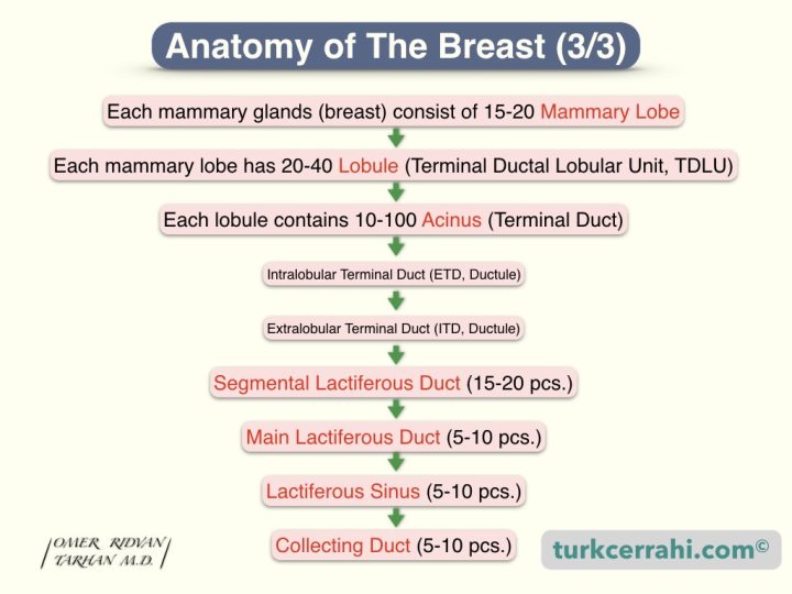 Breast anatomy: tissue organization diagram