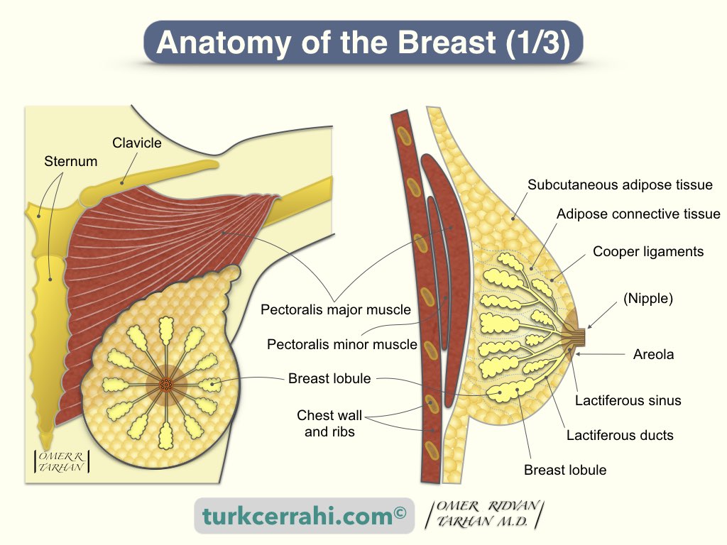 The breasts are two glandular organs rich in adipose tissue that