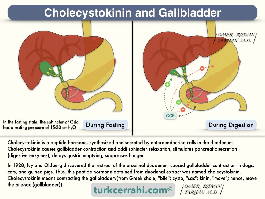 Cholecystokinin and gallbladder