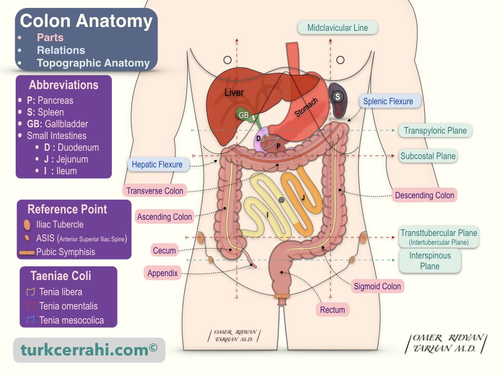 Large intestine: Anatomy, blood supply and innervation