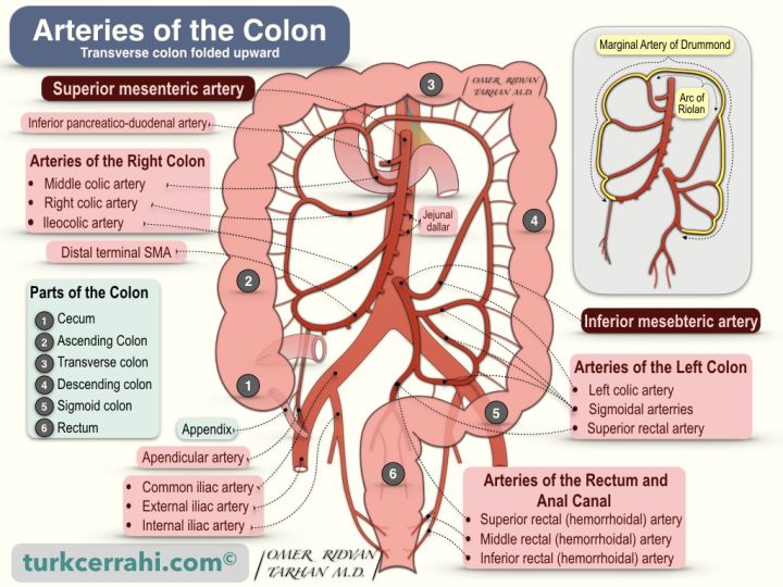 Colon arteries