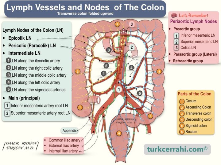 Colon lymph nodes and lymph vessels