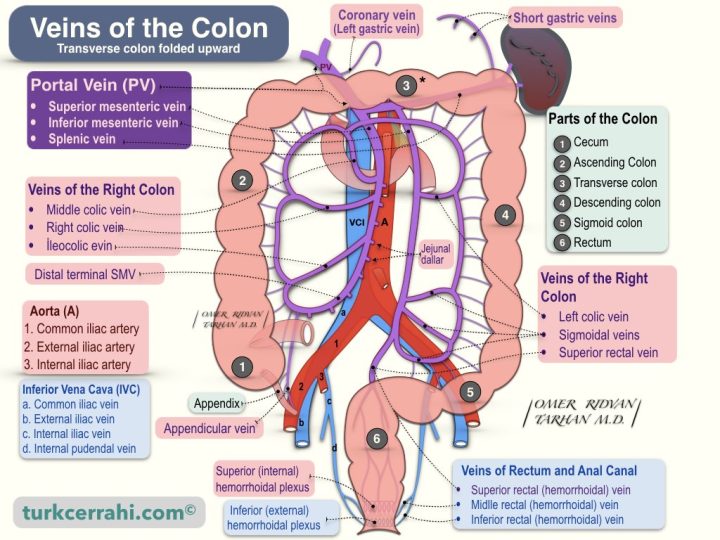 Colon veins