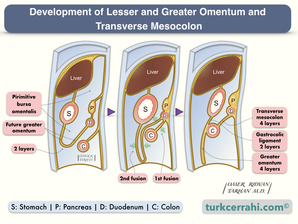 Embryological development of greater and lesser omentum