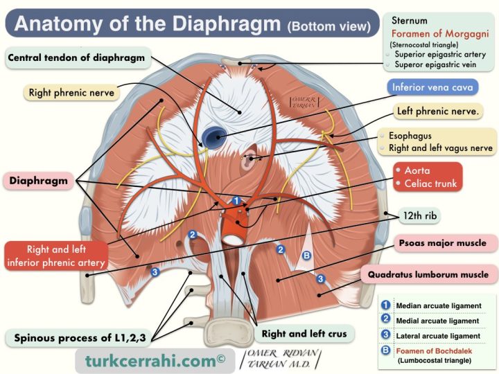 Diaphragm anatomy