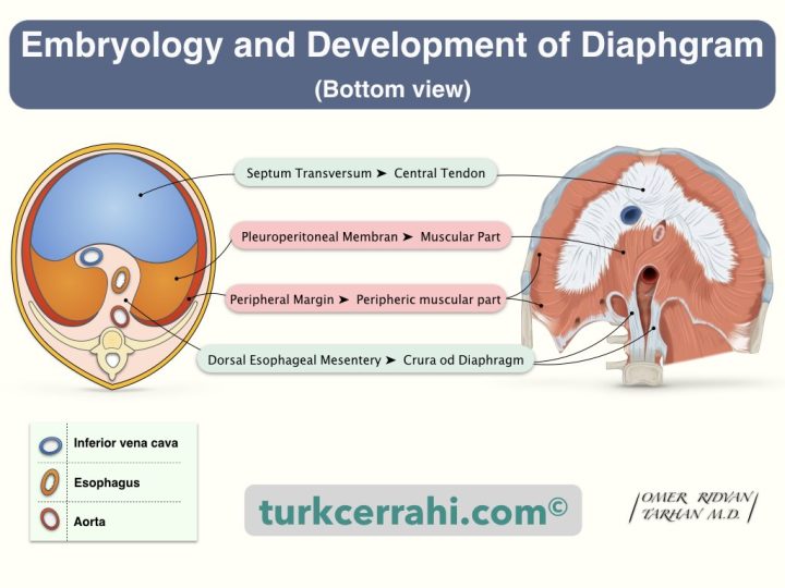 Diaphragm embryologic development