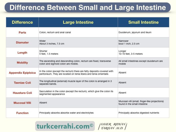 Difference between small and large intestine