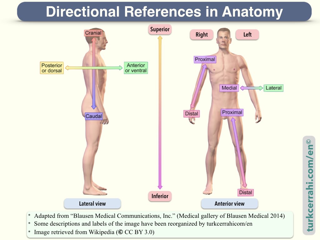 Directional references in anatomy
