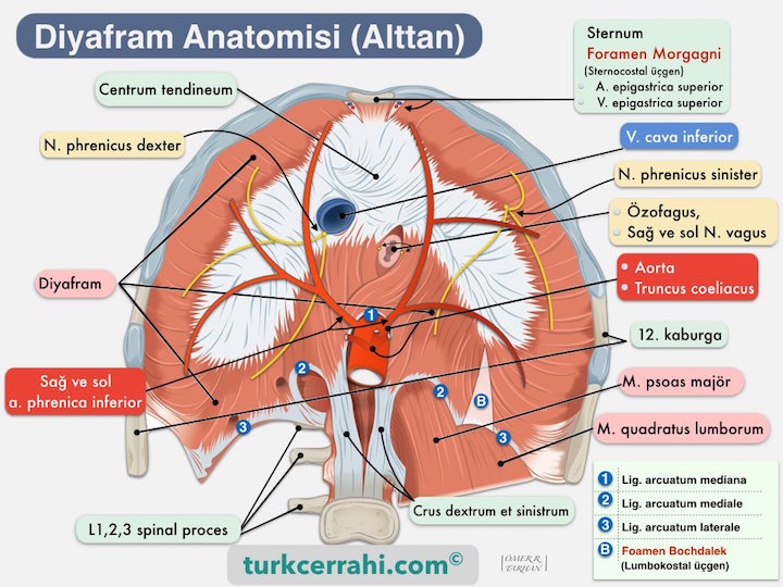 Diyafram Anatomisi