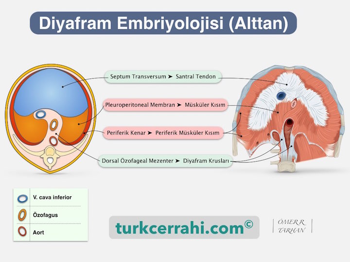 Diyafram Embriyolojisi