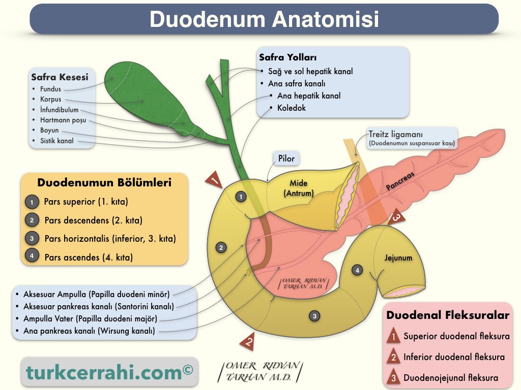 Duodenum anatomisi