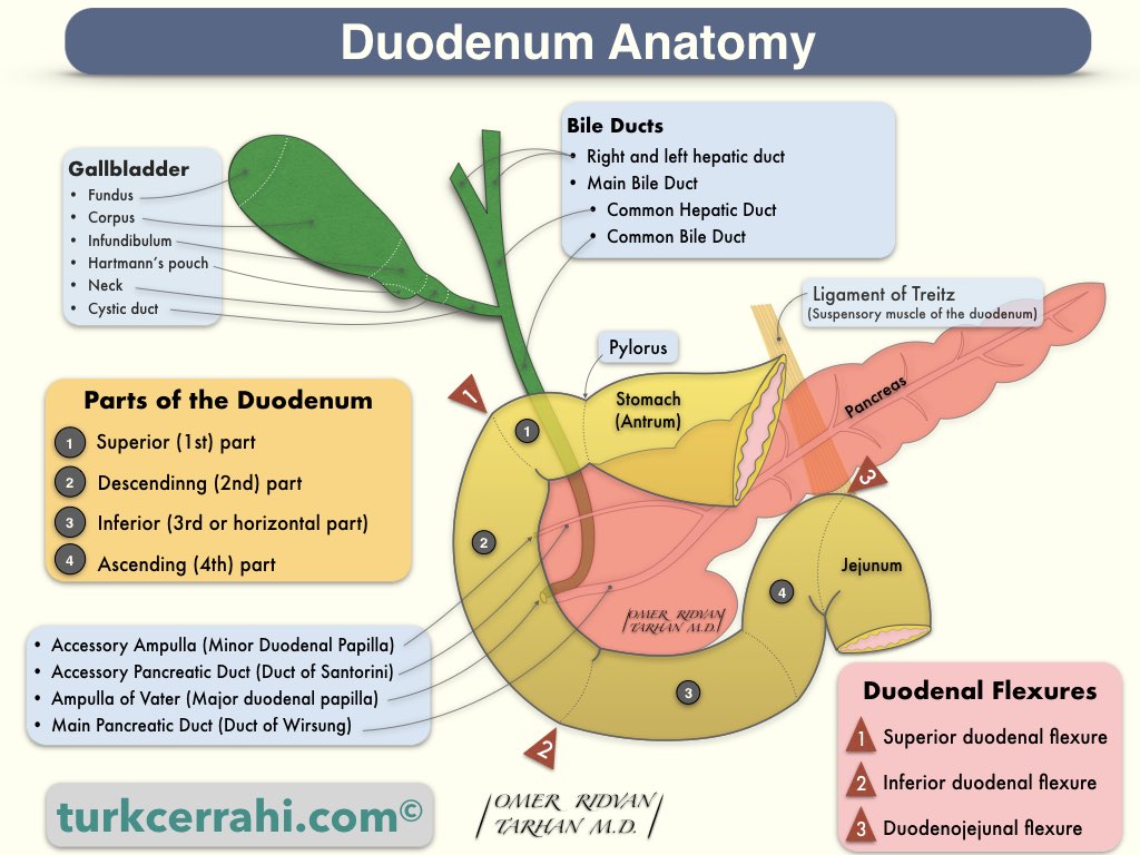 Duodenum anatomy